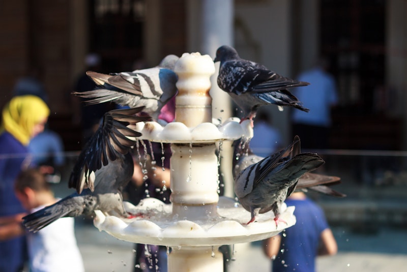 Fuente publica infestada de palomas