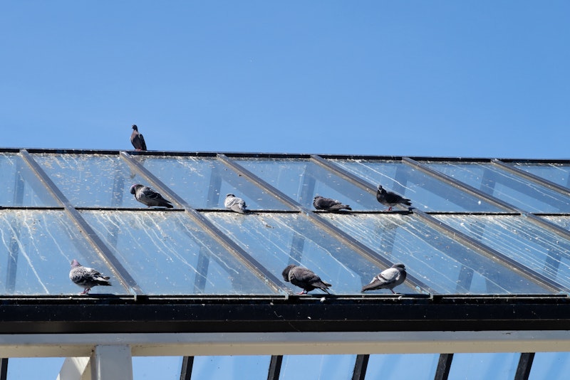 Palomas en techo de plaza comercial