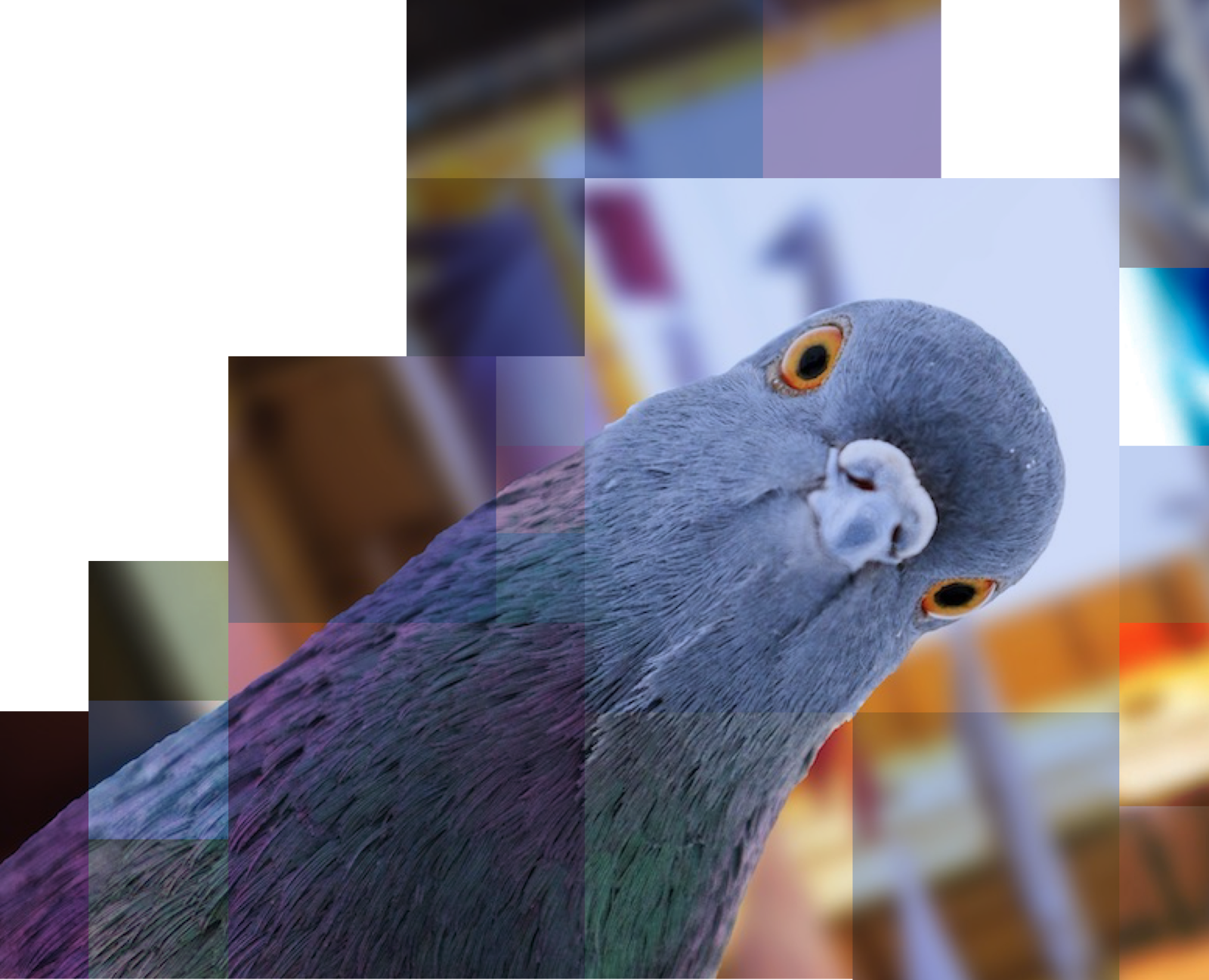 Cabo San Lucas Collage of experiences